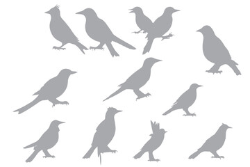 bird silhouettes, black and white, vector graphics, various poses, perched birds, flying birds, detailed bird shapes, minimalist design, ornithology illustration, nature clipart, bird watching guide,