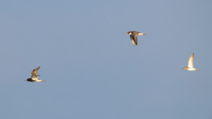 A flock of two adult male and one female Ruff (Philomachus pugnax)