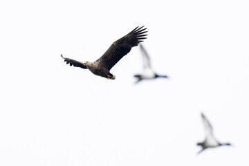 Adult white-tailed eagle (haliaeetus albicilla) in flight, two male Mallards (Anas platyrhynchos) in the background
