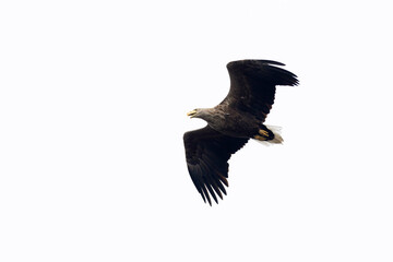 adult white-tailed eagle (haliaeetus albicilla) in flight photographed from below