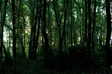 Fototapeta premium sunlight in the forest