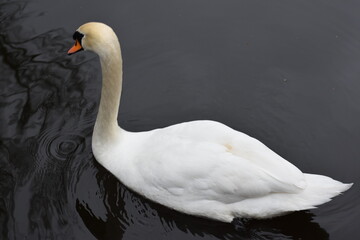 White Swan Swimming in a Quiet Lake