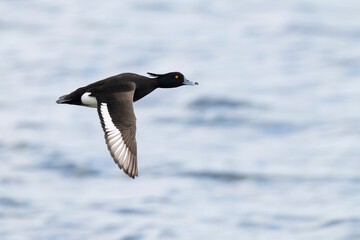 Fototapeta premium Adult male tufted pochard (aythya fuligula) in flight