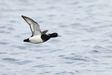 Adult male tufted pochard (aythya fuligula) in flight