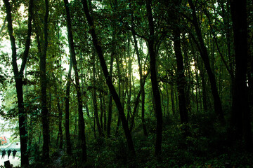 morning in the woods