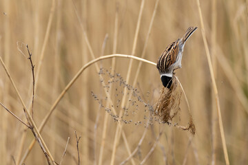 Adult male common reed bunting (Emberiza schoeniclus) perching on reed and feeding on its seeds