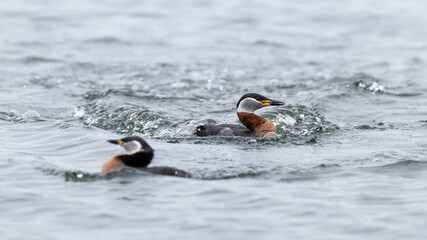 Two adult red-necked grebe (podiceps grisegena) in breeding plumage starting to fight