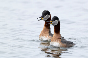 Two displaying adult red-necked grebe (podiceps grisegena) 