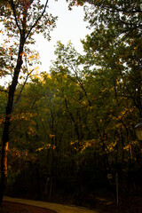 Fototapeta premium autumn in the forest