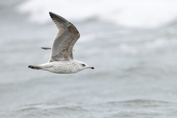 Immature european herring gull (larus argentatus) in flight
