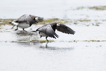 Two barnacle goose (branta leucopsis) starting from ground