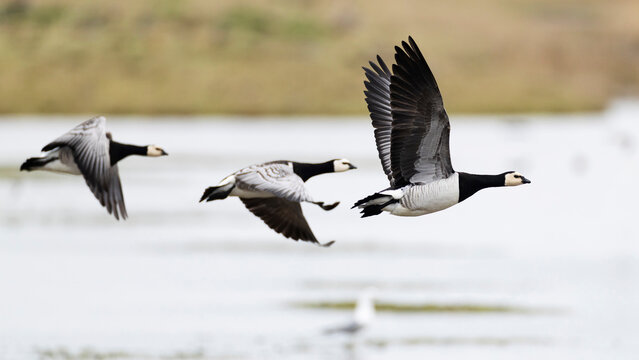 Three barnacle goose (branta leucopsis) in flight