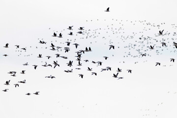 A flock of of barnacle goose (branta leucopsis) in flight