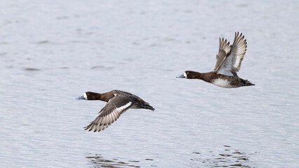 Two adult female greater scaup (aythya marila) in flight