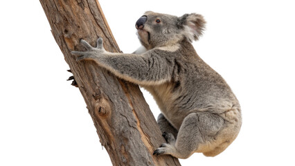 Naklejka premium Koala, isolated transparent background 