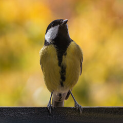 titmouse portrait on a tree branch close up.