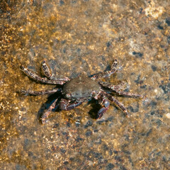 crab in the water on a stone