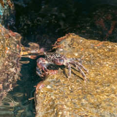crab in the water on a stone