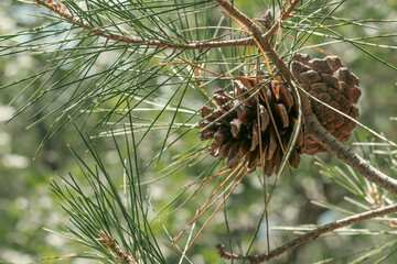 Cones of Crimean pine on a branch