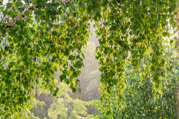 Branches of a tree during rain in the rays of the sun