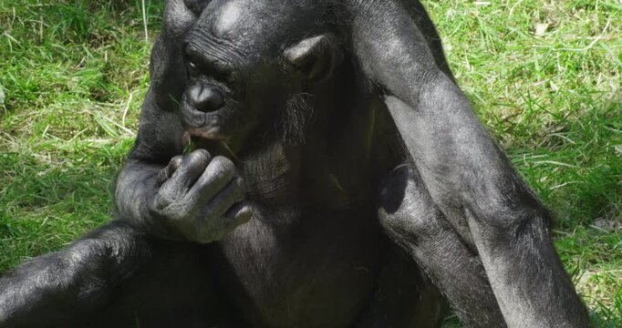 A bonobo sits quietly in the grass, attentively eating green leaves with its fingers. The scene highlights the primate's intelligence and natural behavior in a peaceful environment.
