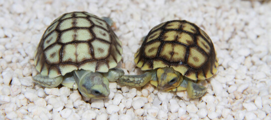 Turtles are hatching from their eggs.