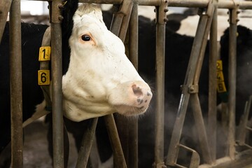 cow face in a pen on a farm