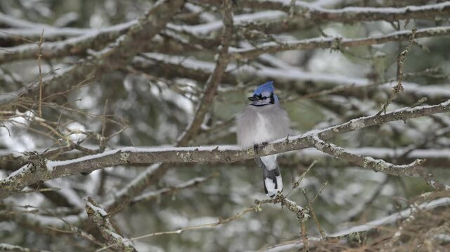 Blue Jay in Algonquin Provincial Park, Ontario, Canada