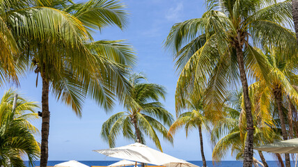 Palm trees and parasols at Mambo Beach, Curaçao.