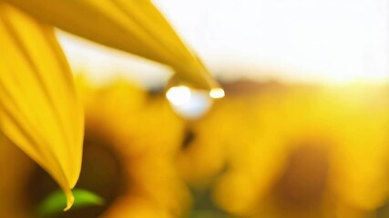 Close-up of a sunflower petal with a single water droplet reflecting the bright sunlight and the blurred yellow field in the background - Powered by Adobe