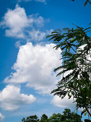 Obraz premium tree and clouds. wooden fence on a blue sky. Fluffy white clouds drift peacefully across a vast blue sky, creating a serene and calming scene that captures the simplicity and beauty of nature above.