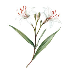 A Spider Lily Stem, watercolor illustration vector, high quality, isolated on a white background.