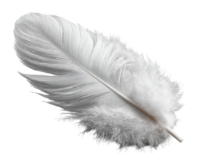 Delicate white feather on a soft nature environment view