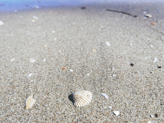 shell on the beach