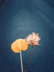 poppy seed head