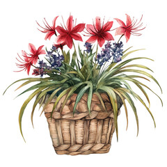 watercolor of A Spider Flower Basket, vector high quality, isolated on a white background.