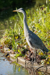 Grey heron (Ardea cinerea) stands upright and alert near a waterway in Netherlands, captured in spring 2025