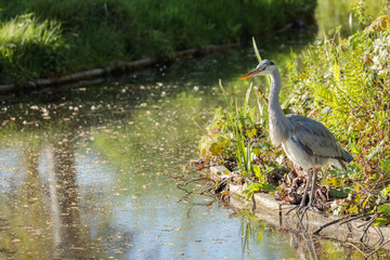  A grey heron (Ardea cinerea) stands beside a reflective waterway in a park in Netherlands, during a sunny spring evening in 2025.