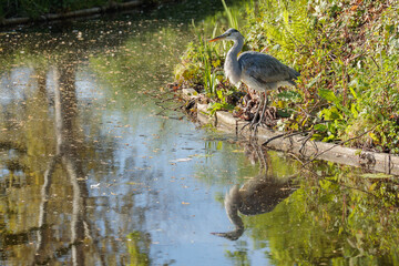 A solitary grey heron (Ardea cinerea) stands calmly with its full reflection visible in a canal in South Holland, Netherlands. Captured in spring 2025