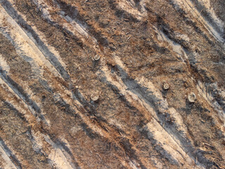 Reforestation preparation: Aerial view of cut stumps and planting rows. High-angle shot showing the aftermath of logging with visible tree stumps and parallel rows prepared for new tree planting