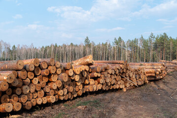 Large log pile of harvested timber at forest edge. A vast stack of freshly cut pine logs dominates...