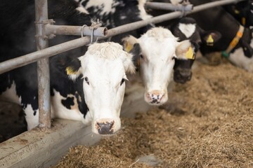 cow face in a pen on a farm