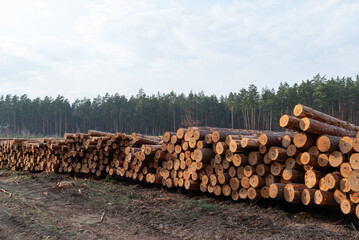 Extensive timber harvest: Stacked pine logs at forest's edge. A long stack of freshly cut tree...