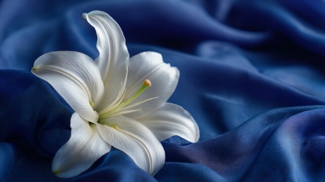 Symbolic White Lily Representing Virgin Mary's Purity on Elegant Blue Background for Assumption Day