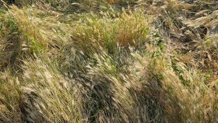 Wild grasses waving softly, golden sunlight illuminating delicate seed heads, creating textured natural landscape with green and golden color palette