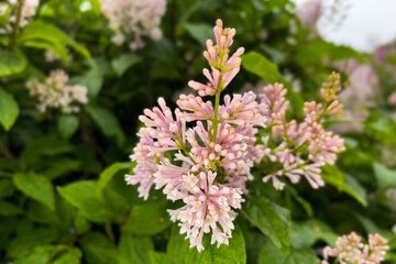 Brightly colored flowers and lilac leaves in rare raindrops.