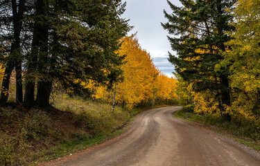 road in autumn forest