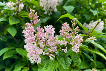 Brightly colored flowers and lilac leaves in rare raindrops.