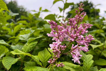 Brightly colored flowers and lilac leaves in rare raindrops.