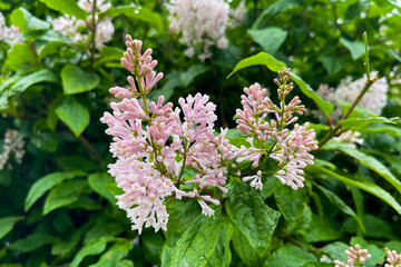 Brightly colored flowers and lilac leaves in rare raindrops.